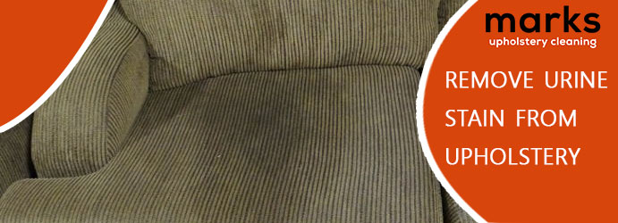 Remove Urine Stain From Upholstery